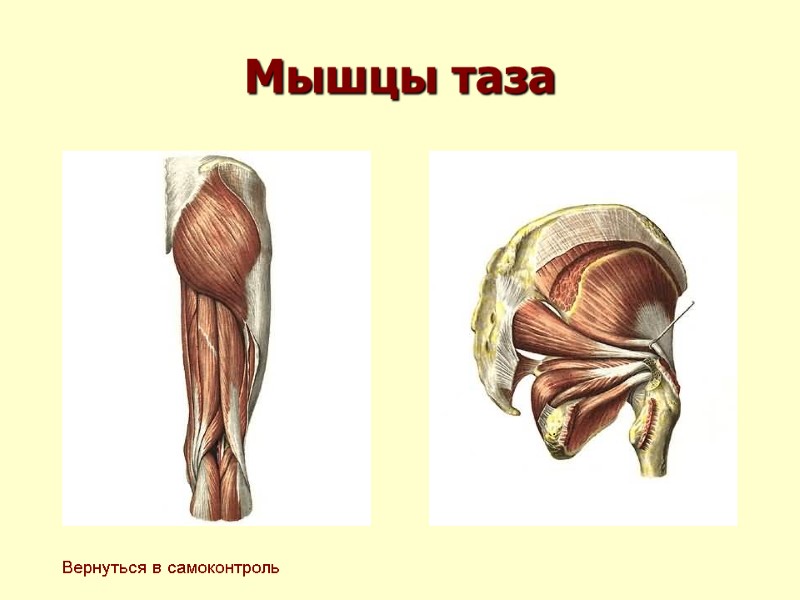 Мышцы таза Вернуться в самоконтроль